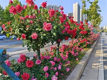 不同颜色玫瑰花的花语是什么？