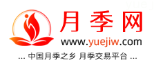 中国上海龙凤419，月季品种介绍和养护知识分享专业网站(图1)