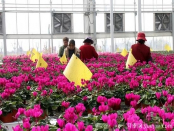 扬州高邮：每天发货30万株，花工厂绽放乡村振兴致富花