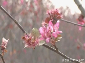 菏泽成武：千亩海棠反季节开花，逆袭深秋成一景