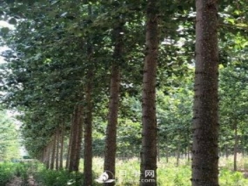 河南周口：培育出不飞絮的杨树新品种