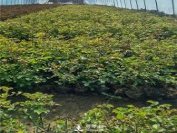 各类盆栽月季上市，南阳杯苗基地全国批发中