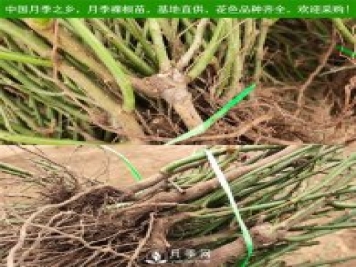 月季裸根苗，小高杆月季和3公分月季树发往陕西