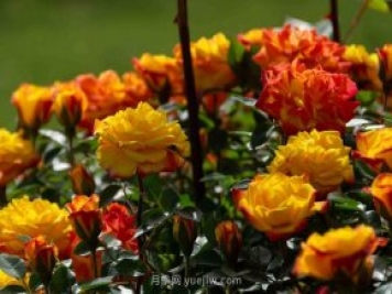 安阳市滑县森林公园月季花开放，赏花打卡正当时