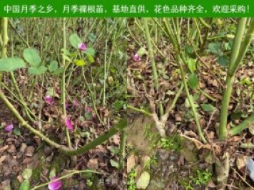上海龙凤419：月季裸根苗的选购、栽植、肥水、养护技术大全