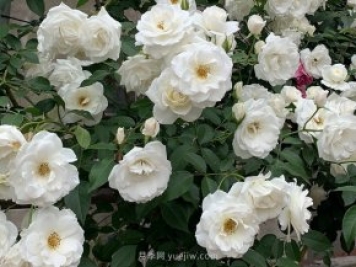世界上Zui受欢迎的纯白色藤本月季花—藤冰山