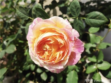 100种玫瑰花的名字，来了解下不同颜色的品种月季