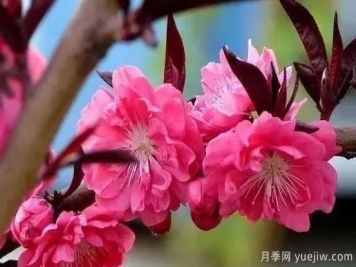 红叶碧桃的种植养护及修剪技术方法介绍