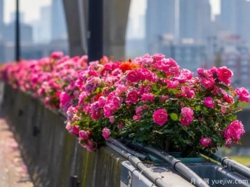 杭州高架月季盛开，200万株月季花装扮空中花廊