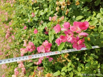 安吉拉月季盆栽苗，60厘米高基地发货