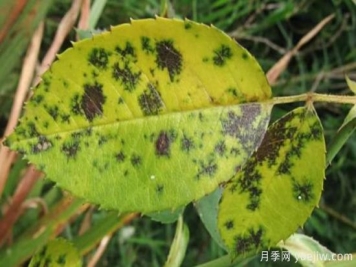 深秋天季节月季出现斑点的病害原因与防治