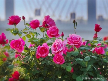 月季盛会，南阳将举办2023中国·南阳首届世界月季博览会