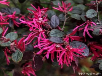 红花檵木花团簇锦，广泛用于园林造景