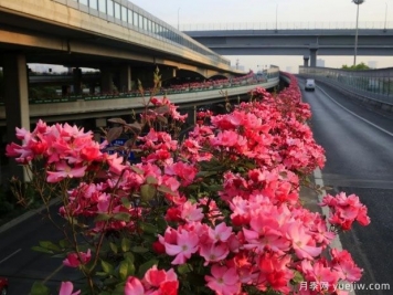 30万株新品种，杭州高架月季会带来什么样的惊喜？