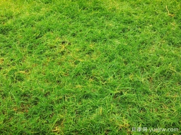 夏季铺草坪发黄干枯，如何提高草皮铺植成活率？