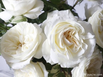 奥斯汀莱奥诺拉月季，婚礼白玫瑰的珍品