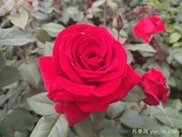 原产中国的玫瑰花(月季花)，是如何成为美国国花的？