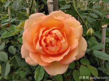 中国月季：欧洲玫瑰花的祖宗，为世界园艺做出了巨大贡献