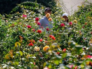 南宁花卉公园3万株月季入盛花期，市民闻香而来