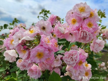 山木香和野蔷薇的辨识区别