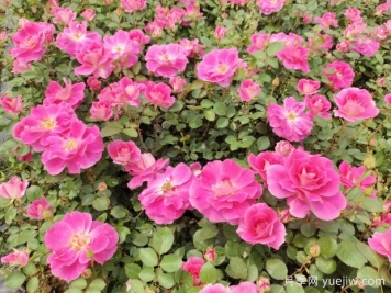 仙境盆栽月季杯苗粉色丰花，绿化工程批发