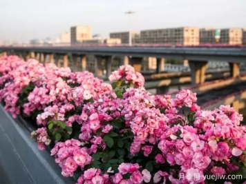 杭州高架月季实现定期开花，是如何进行花期调控的？