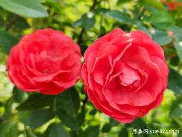 种上木香蔷薇花蛮强爆花，红橙白黄木香你喜欢哪个？