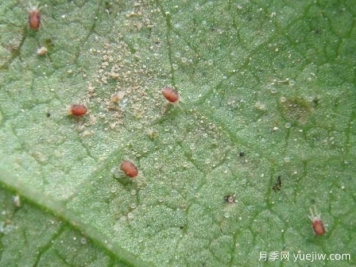 月季常见病虫害之红蜘蛛的习性和防治措施