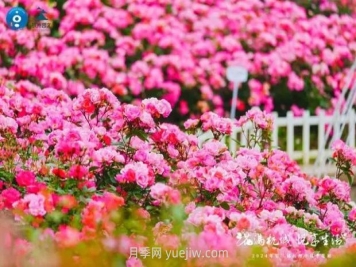 2024年第二届杭州市月季花展举办，赏500万株月季