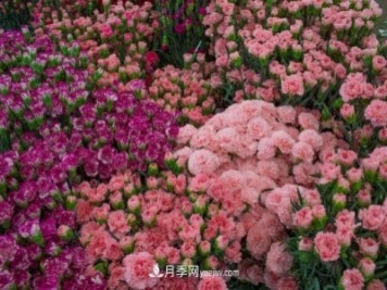 中国6大花市，全国花卉批发市场介绍