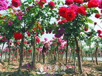 新品“月季树”为北京市花添色彩，居然引种自南阳内乡