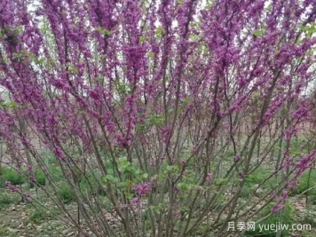 紫荆树与丛生紫荆的区别？