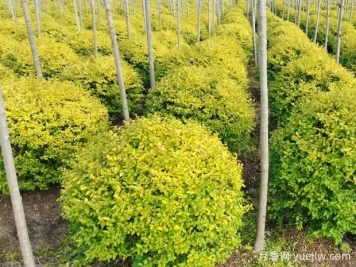 荆门沙洋县十里铺镇4万亩苗木成为致富的绿色产业