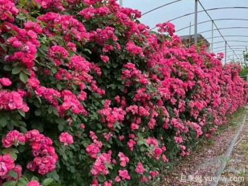 五种高颜值爬藤花，生长迅速，轻松打造美丽花墙