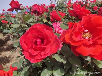月季、玫瑰、蔷薇分别是什么？如何区别？