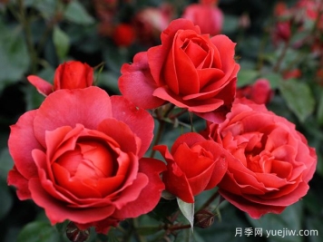 21朵玫瑰：不只是浪漫，还藏着这些深意