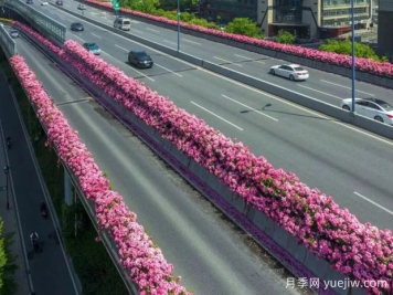 杭州高架月季初开，2024年又到走花路时间