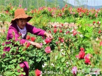 山东淄博沂源60亩月季花竞放，美丽产业助推特色乡村旅游
