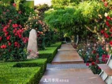 秦皇岛适合养月季花，市花和市树是什么
