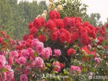 肥西县三河镇百亩树状月季园：花开正艳，产业增收