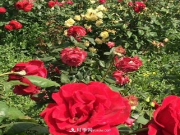 山西运城农民柳庚申建当地精品月季园，种植300多个月季花品种